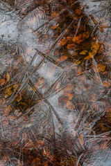 Frozen leaves shapes in the ice