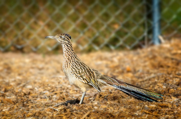 Roadrunner