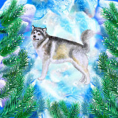 Alaskan malamute symbol of New Year and Christmas greeting card design with fir tree branches. Cute dog watercolor illustration isolated on snowy background, postcard in winter holidays concept