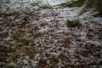 Fototapeta premium Light snow over leaves and branches