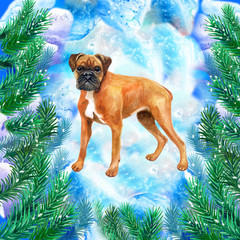 German Boxer symbol of New Year and Christmas greeting card design with fir tree branches. Cute dog watercolor illustration isolated on snowy background, postcard in winter holidays concept