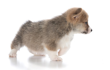 Obraz premium pembroke welsh corgi puppy