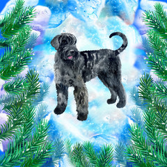 Schnauzer giant symbol of New Year and Christmas greeting card design with fir tree branches. Cute dog watercolor illustration isolated on snowy background, postcard in winter holidays concept