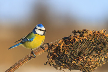 Blue tit sitting on a dry sunflower
