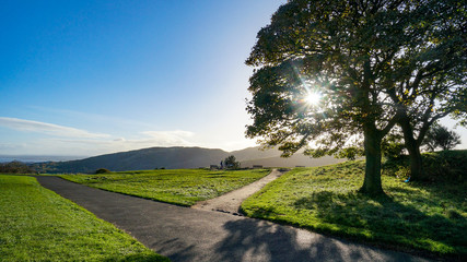 Crossroads with sun shining through tree