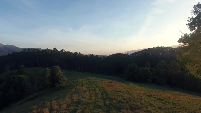 sunset piercing through tree panning shot
