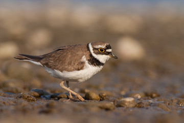 Little ringed plover, Charadrius dubius. in summer. Wild small water bird on stones.