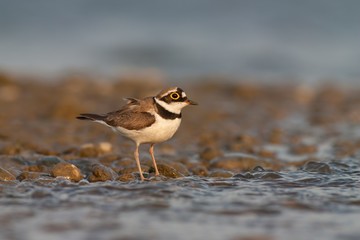 Little ringed plover, Charadrius dubius. in summer. Wild small water bird on stones.
