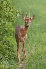 European roe deer buck, capreolus capreolus in spring. Wild deer changing fur with antlers in velvet.
