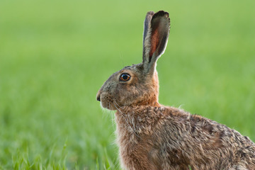 Brown Hare, lepus europaeus, portrait in a green field. Wild rabbit in spring.