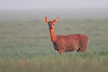 Roe deer doe in early morning light. Wild animal at sunrise with foggy background. Contrast of warm light and cold morning.