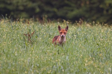 Juvenile red fox, vulpes vulpes, in green field with flowers. Minimalistis wildlife photography. Wild animal in natural environment.