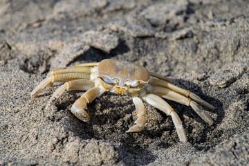 Atlantic Ghost Crab, Ocypode quadrata, Boa Vista, Cape Verde