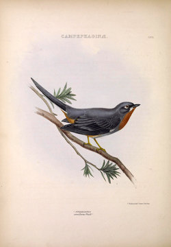 Illustration of exotic bird