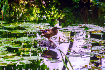duck sits in the grass of the lake 
