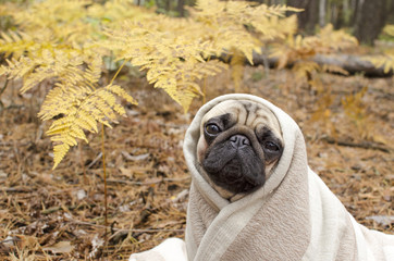 Cute dog breed pug wrapped in blanket in autumn forest
