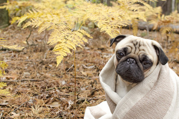 Cute dog breed pug wrapped in blanket in autumn forest
