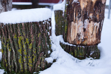 tree stump with snow and grass. moss, tree bark with snow