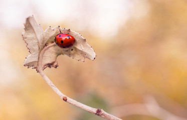 Ladybug on an autumn leaf