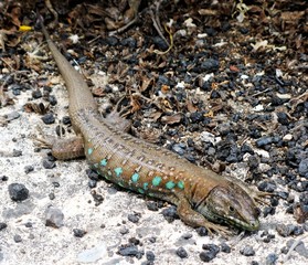 Lazy lizard laying on the ground, Canary Islands, Spain