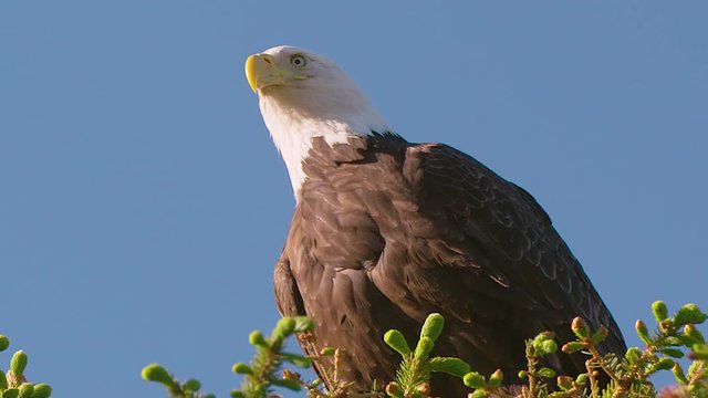 Close up of a bald eagle sitting on top of a tree looking around