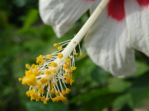 white Hibiscus spp. flower plants in the mallow family, Malvaceae. photo taken in malaysia
