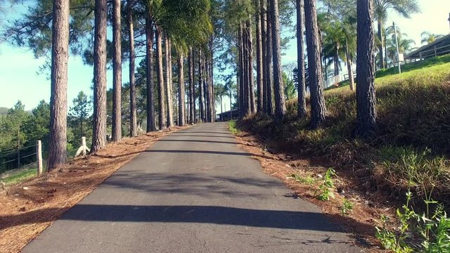 driveway surrounded by trees fly up