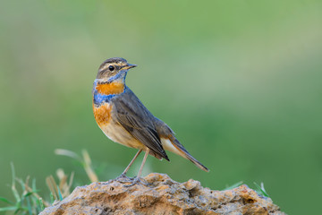 Bluethroat or Luscinia svecica, beautiful bird isolated standing in nature with white background and clipping path,Thailand.