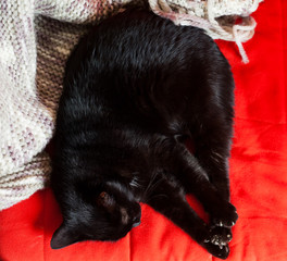 top view of cute black cat peacfully sleeping on red chair covered in warm knitted scarf - hygge concept
