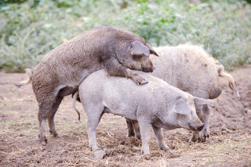 Fototapeta premium Young guinea pigs have reached maturity and are trying to mate. The concept of home breeding pigs.