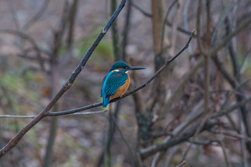 Common Kingfisher ( Alcedo atthis ) sitting on a branch