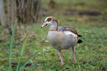 Close up of a Egyptian Goose (Alopochen aegyptiaca)