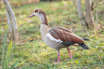 Close up of a Egyptian Goose (Alopochen aegyptiaca)