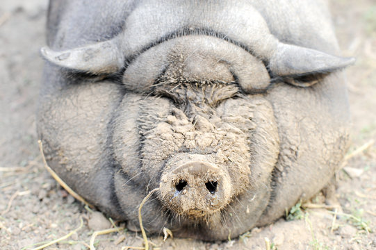 The fattened fat pig of the Vietnamese breed is visibly invisible. The concept of home breeding pigs.