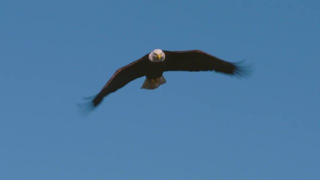 A bald eagle flying in the sky on a beautiful summer day