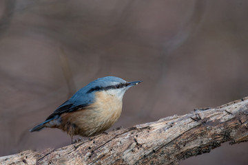 Naklejka premium European nuthatch (Sitta europaea) on a tree bark