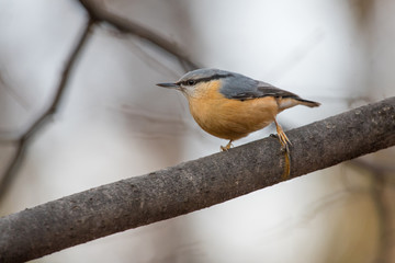 European nuthatch (Sitta europaea) on a tree bark