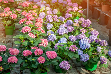 Fototapeta na wymiar Large colorful hydrangeas on the street in the shop in the sale for a gift for the background light and light. The farmer's market.