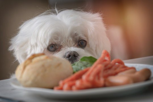 Cute dog asking for food