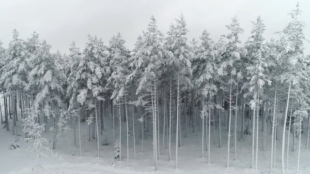 Winter forest covered with snow aerial dolly shot. Magical and mystical forest dolly shot.