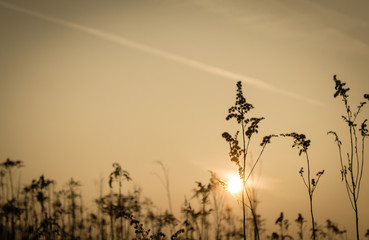 Field plant against sunset sky