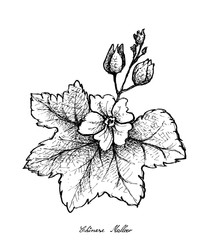 Hand Drawn of Chinese Mallow on White Background