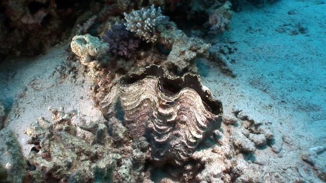 Multilayered Tridacna Scuamose giant clam with heavy mantle in Red sea. Relax underwater video about marine inhabitants.