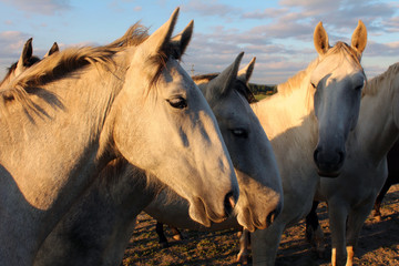Obraz premium Weiße Pferde Kopf Porträt