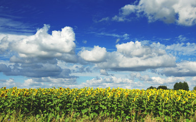 Field of blooming sunflowers on a background of cloudy blue sky