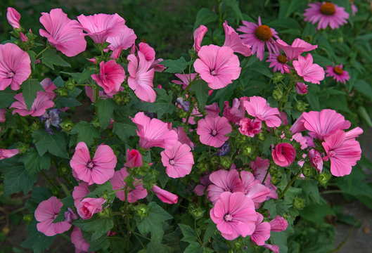 Close-up of many bright pink lavatera flower intwilight.