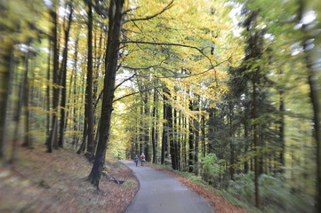 Obraz premium Herbstwaldweg