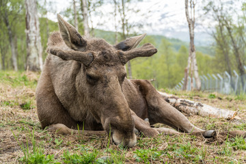 Moose