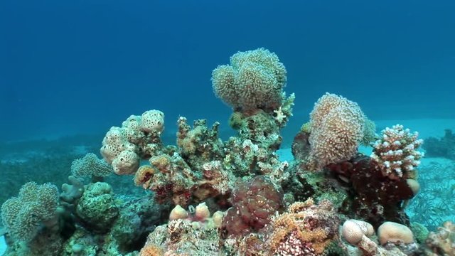Underwater relax video about coral reef of Red sea. Bright marine nature.