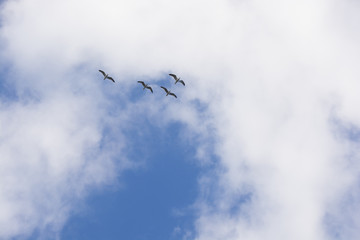 seagulls in flight with clouds